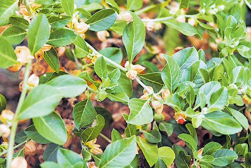 Ashwagandha Dry Extract