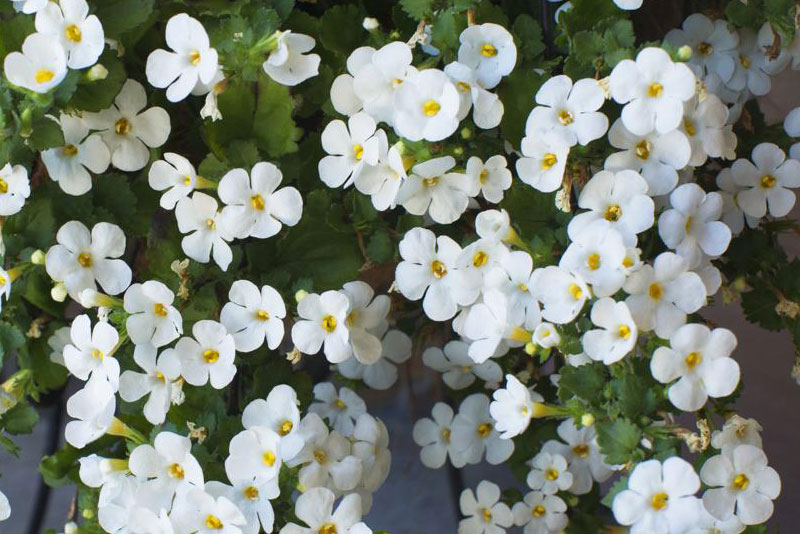 Brahmi (Bacopa) Dry Extract