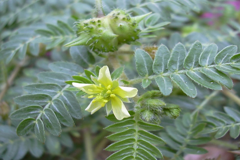 Gokhru Dry Extract
