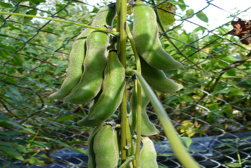 Kaunch Dry Extract