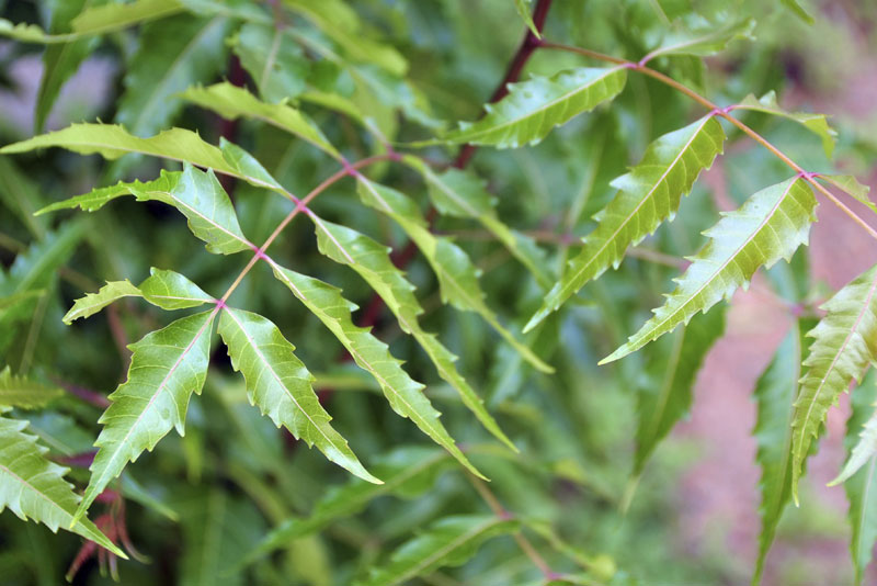 Neem Dry Extract