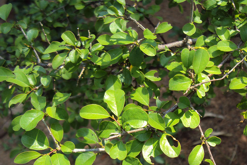 Salai Guggal Extract
